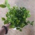 1加仑茉莉16盆/箱，精选盆栽盆花实物实拍图基地直发