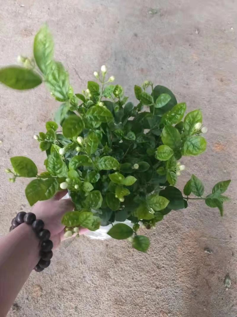 1加仑茉莉16盆/箱，精选盆栽盆花实物实拍图基地直发