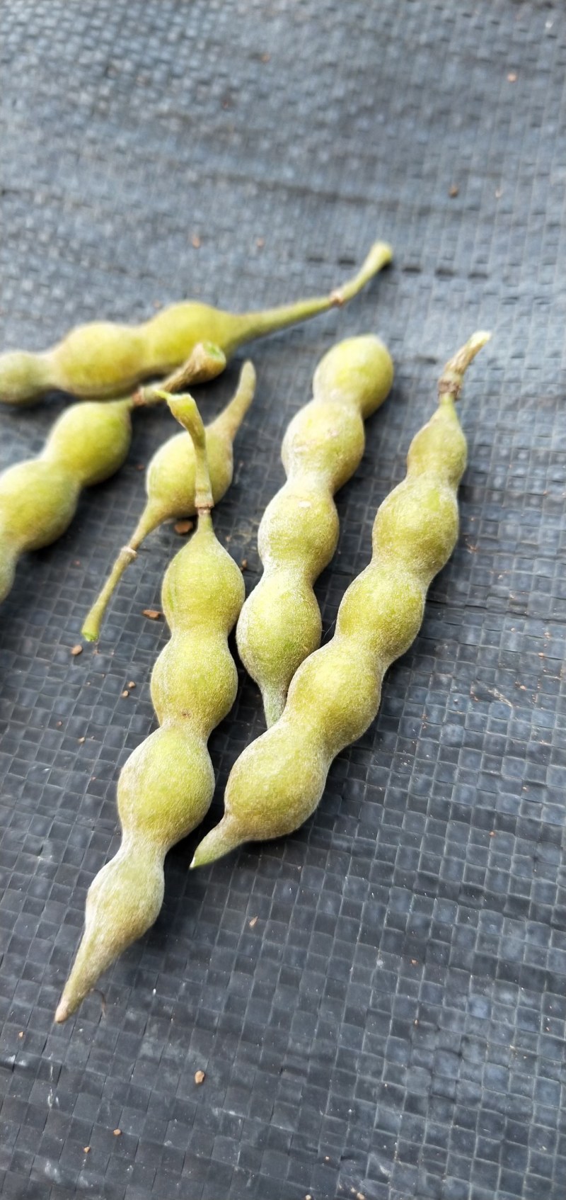优质山豆根种子