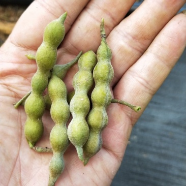 优质山豆根种子