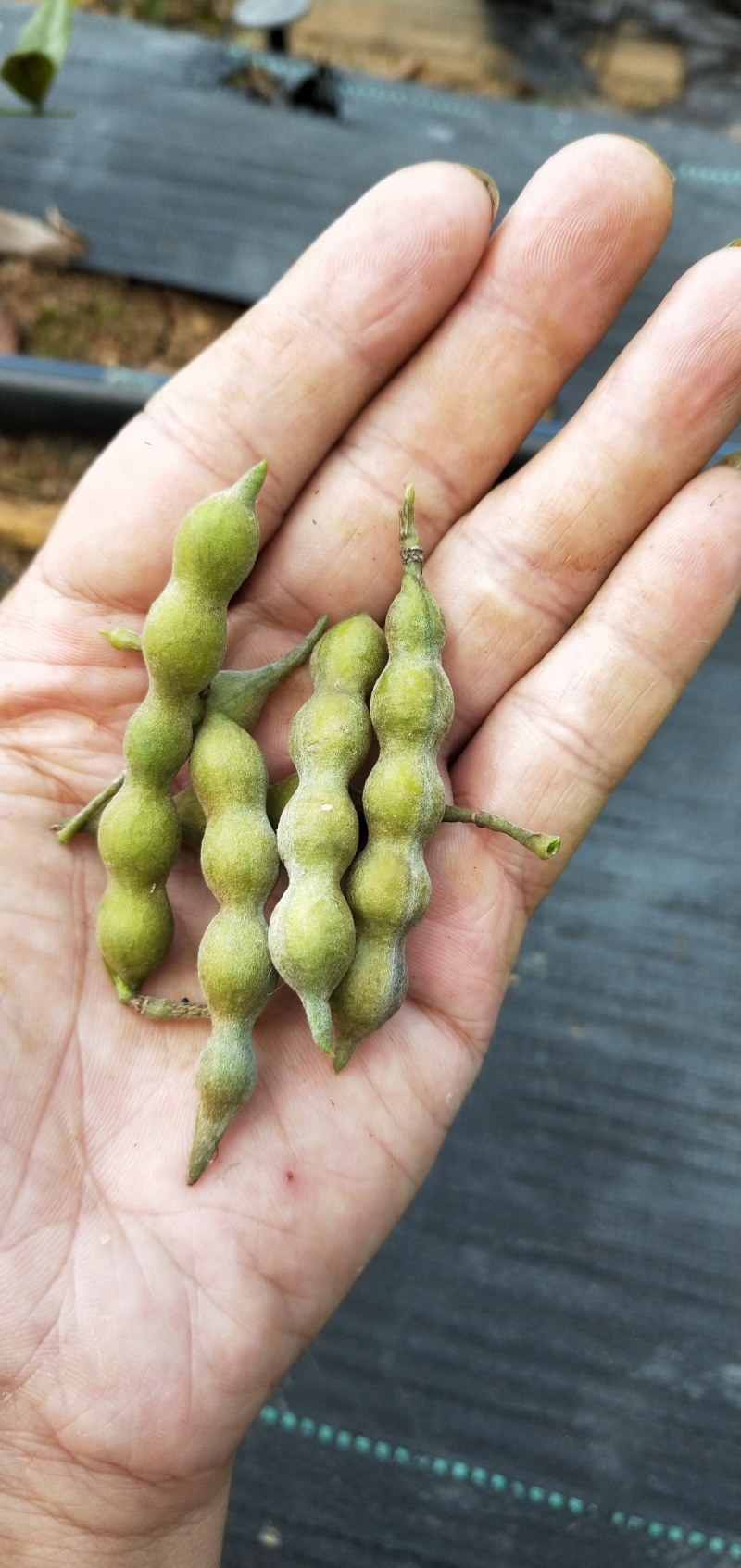 优质山豆根种子