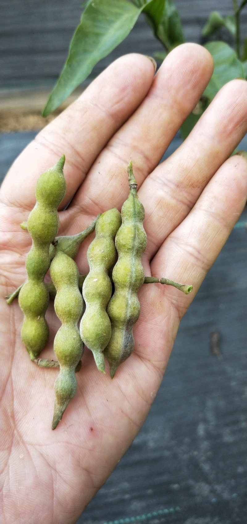 优质山豆根种子