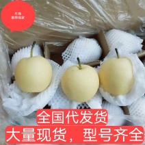 【新梨】皇冠梨大量下树了，货源充足，质量有保证诚信经营
