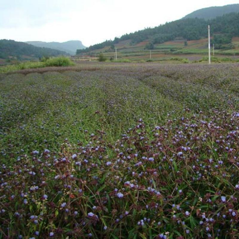 露水草