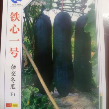 优质冬瓜种子（铁心1号）抗病强产量高厂家直发