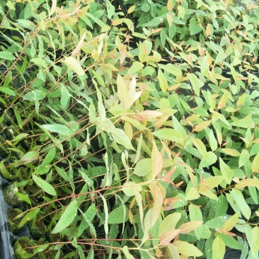 场地直接提供各种按树苗！价钱实惠。