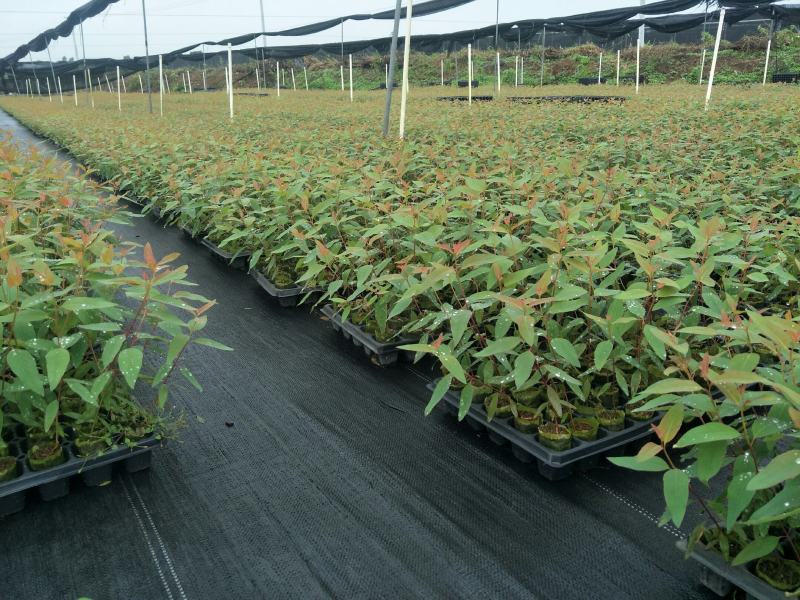 场地直接提供各种按树苗！价钱实惠。