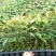 场地直接提供各种按树苗！价钱实惠。