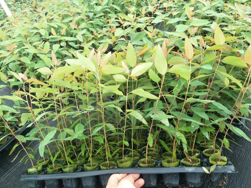 场地直接提供各种按树苗！价钱实惠。