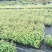 场地直接提供各种按树苗！价钱实惠。