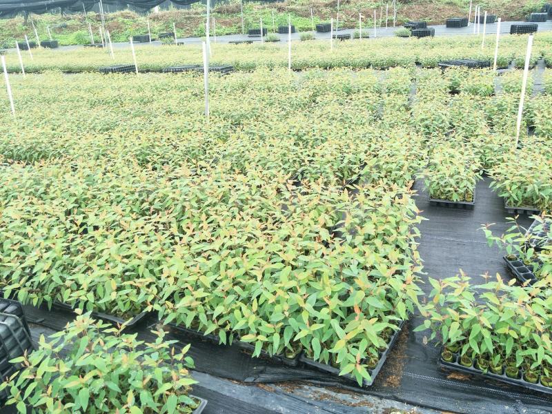 场地直接提供各种按树苗！价钱实惠。