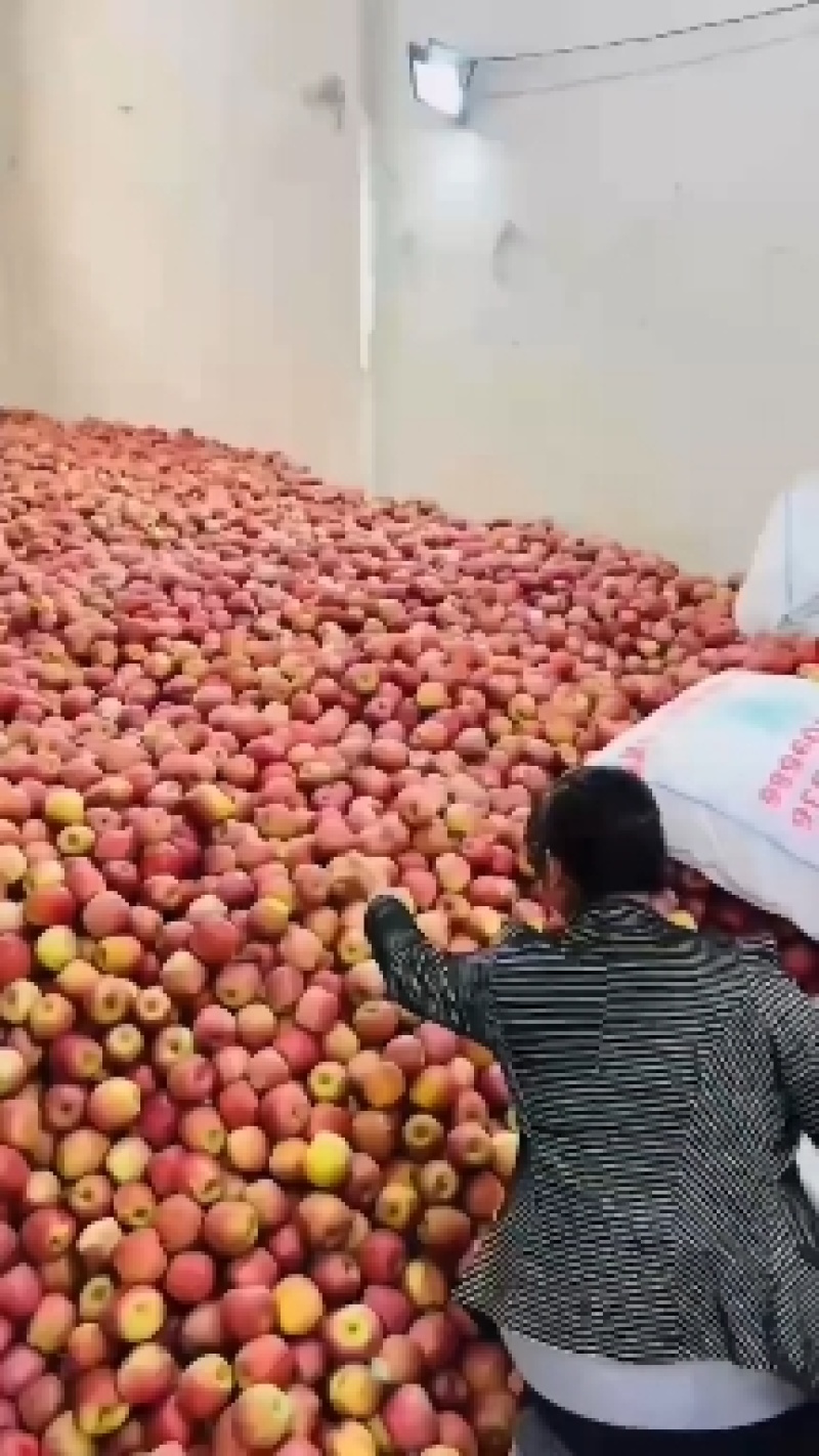 昭通糖心丑苹果2021年10月13号欢迎朋友电话咨询