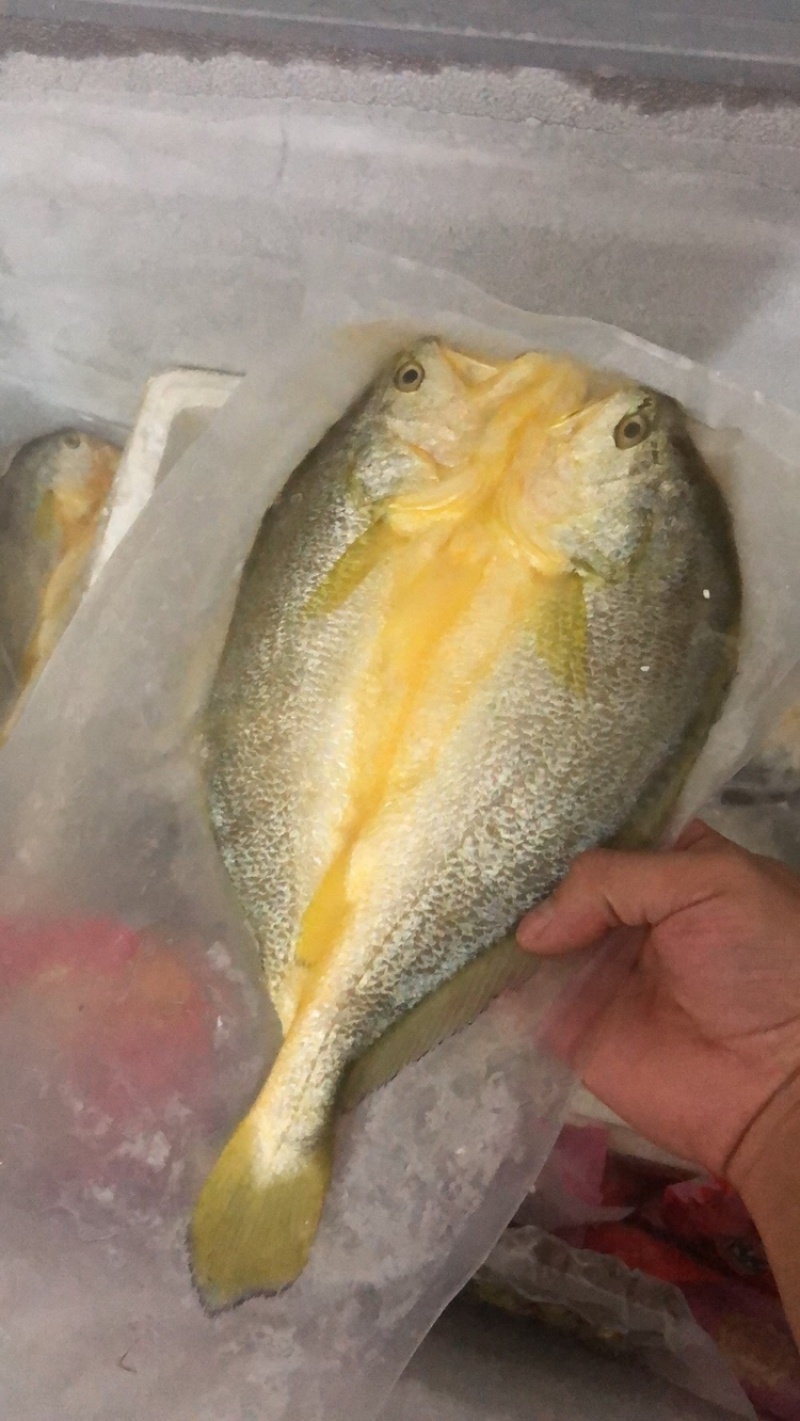 黄花鱼湛江一夜埕特产开背去内脏真空包装黄花鱼