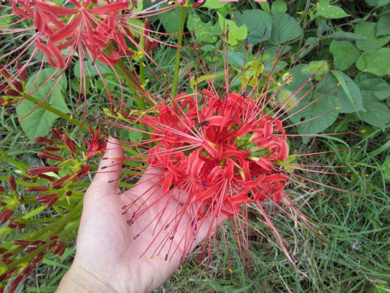 彼岸花种球多年生曼珠沙华球根四季开花盆栽石蒜花种球花卉