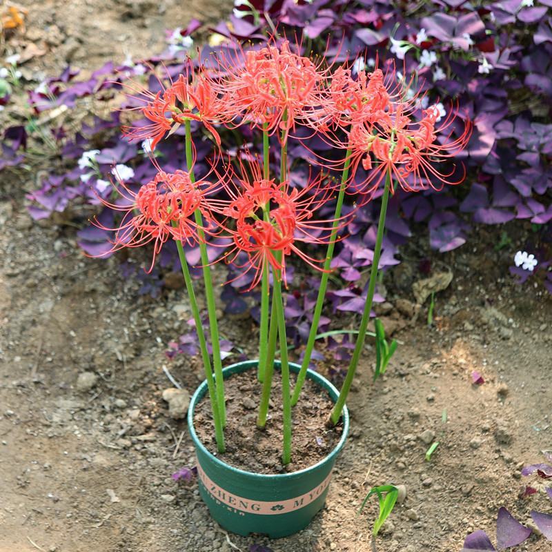 彼岸花种球多年生曼珠沙华球根四季开花盆栽石蒜花种球花卉