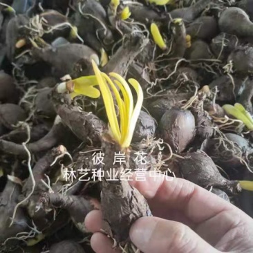 彼岸花种球多年生曼珠沙华球根四季开花盆栽石蒜花种球花卉