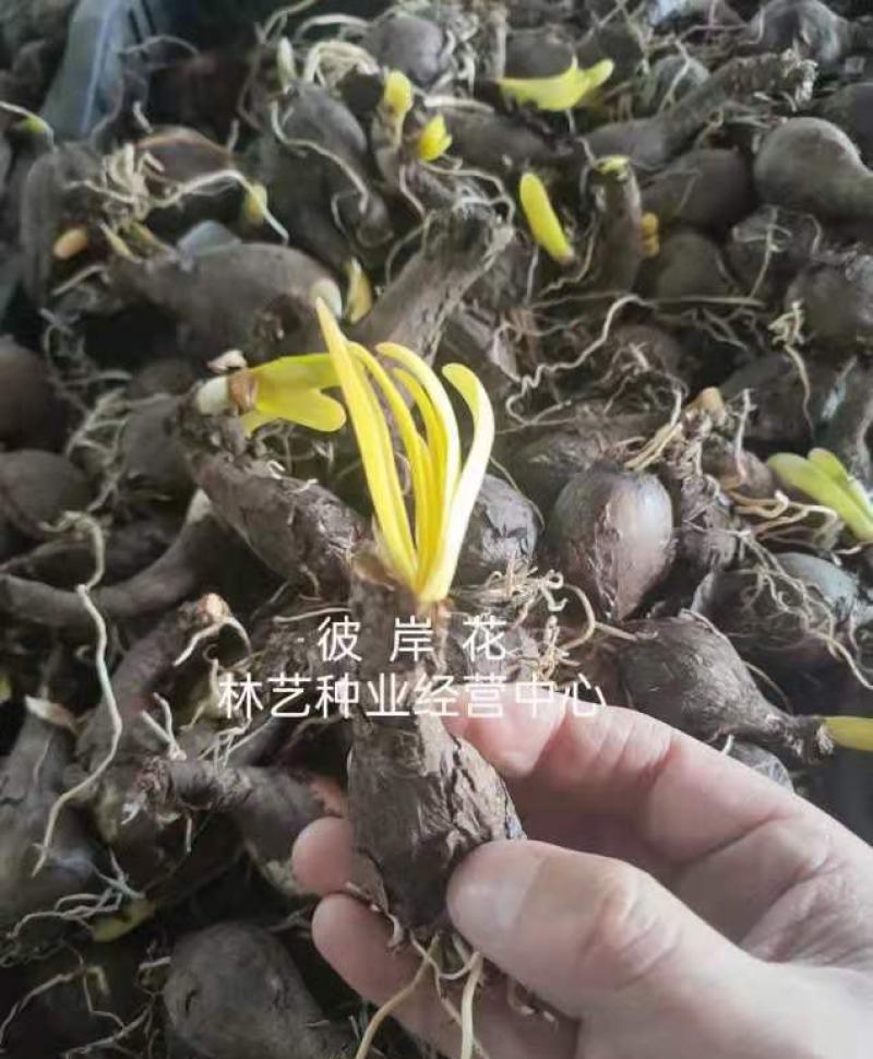 彼岸花种球多年生曼珠沙华球根四季开花盆栽石蒜花种球花卉