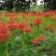 彼岸花种球多年生曼珠沙华球根四季开花盆栽石蒜花种球花卉