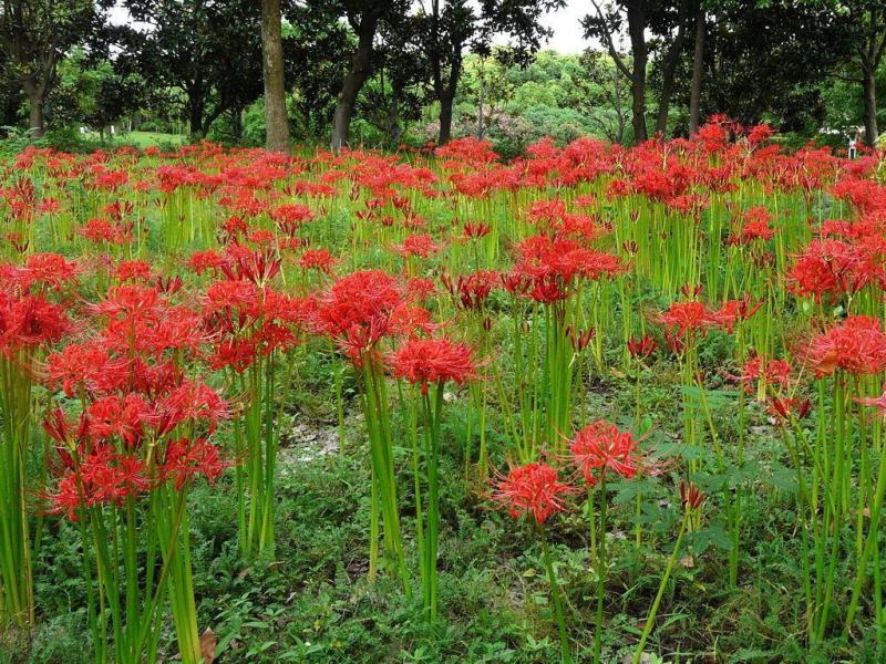 彼岸花种球多年生曼珠沙华球根四季开花盆栽石蒜花种球花卉
