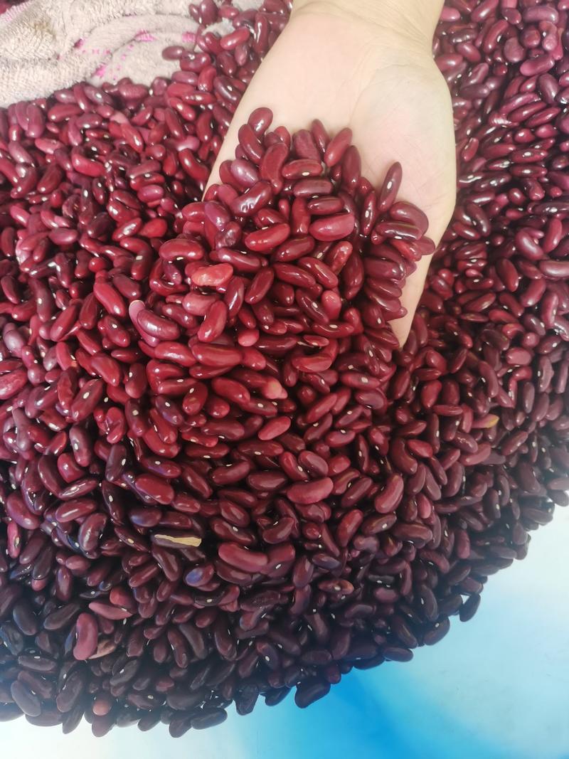 红腰豆质量保证2021年云南红腰豆可以做种子