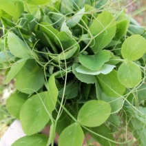 云南精品豌豆尖产地直供