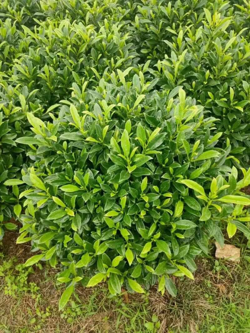 非洲茉莉绿植非洲茉莉球非洲茉莉小苗工程绿化基地直销