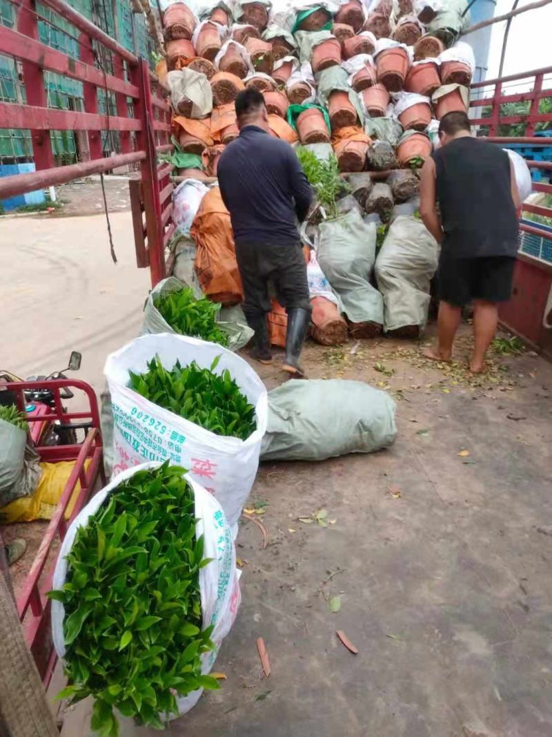 非洲茉莉绿植非洲茉莉球非洲茉莉小苗工程绿化基地直销