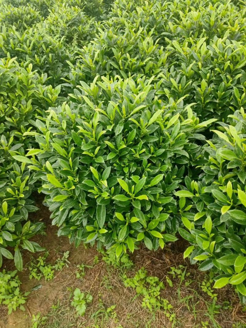 非洲茉莉绿植非洲茉莉球非洲茉莉小苗工程绿化基地直销