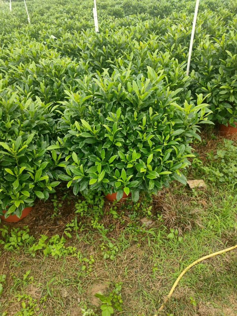 非洲茉莉绿植非洲茉莉球非洲茉莉小苗工程绿化基地直销