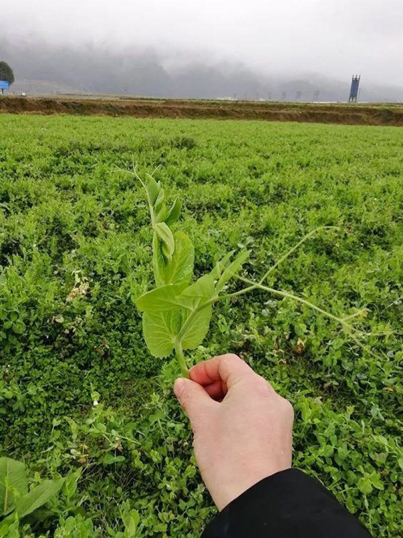 云南精品豌豆尖产地直供
