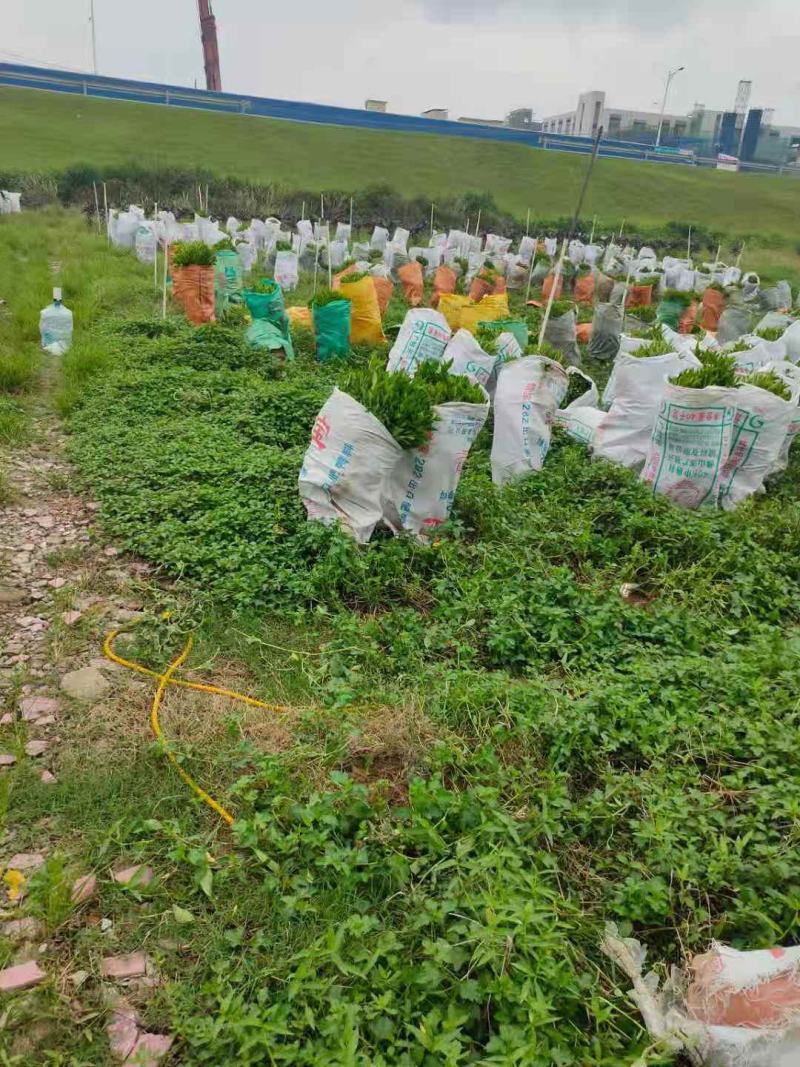 非洲茉莉绿植非洲茉莉球非洲茉莉小苗工程绿化基地直销