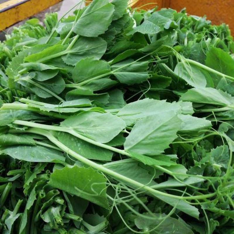 云南精品豌豆尖产地直供
