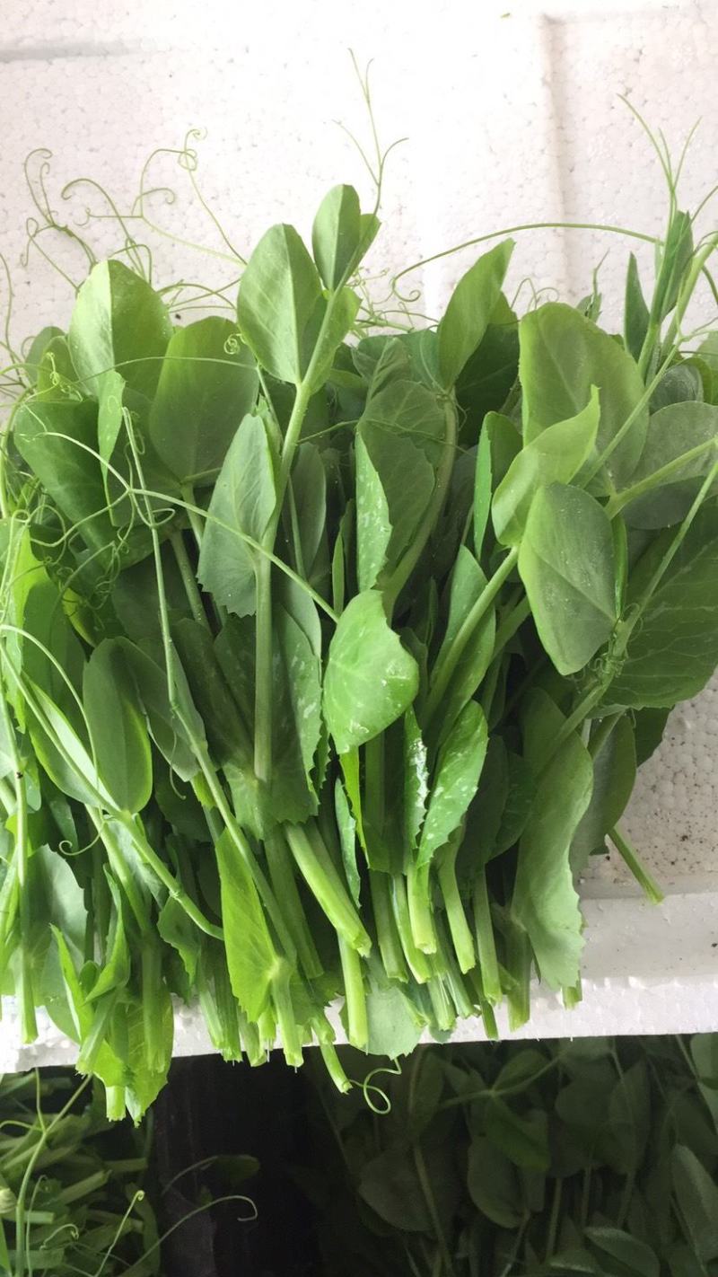 云南精品豌豆尖产地直供