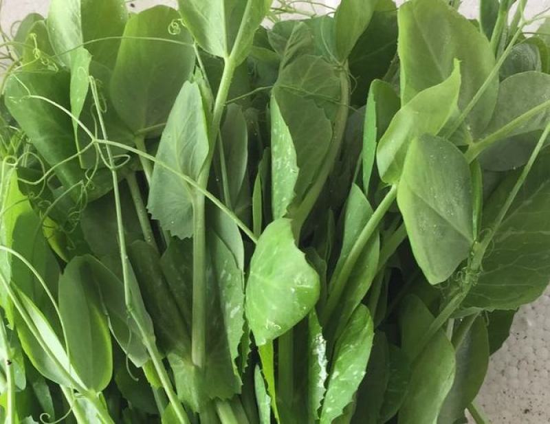 云南精品豌豆尖产地直供