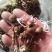 酢浆草种球紫叶醡浆草幸运草紫蝴蝶三叶草多年生四季开花植物