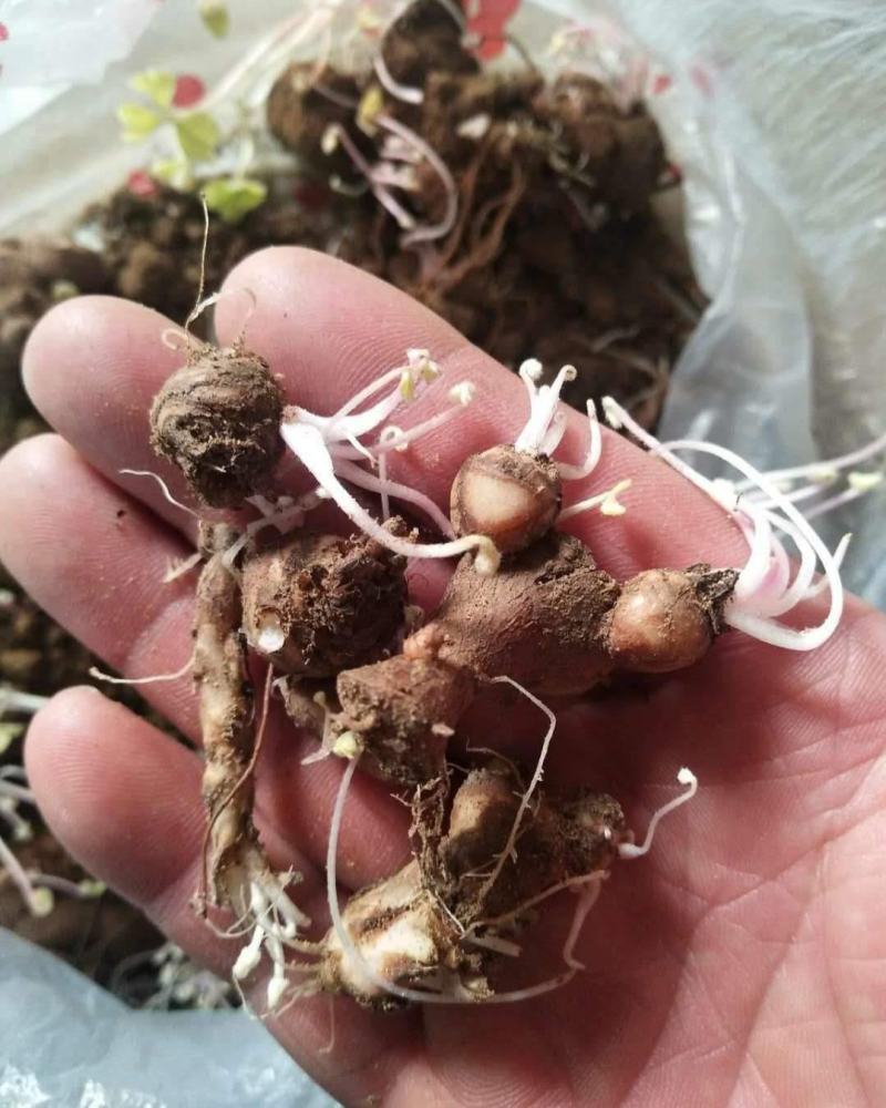 酢浆草种球紫叶醡浆草幸运草紫蝴蝶三叶草多年生四季开花植物