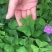 酢浆草种球紫叶醡浆草幸运草紫蝴蝶三叶草多年生四季开花植物
