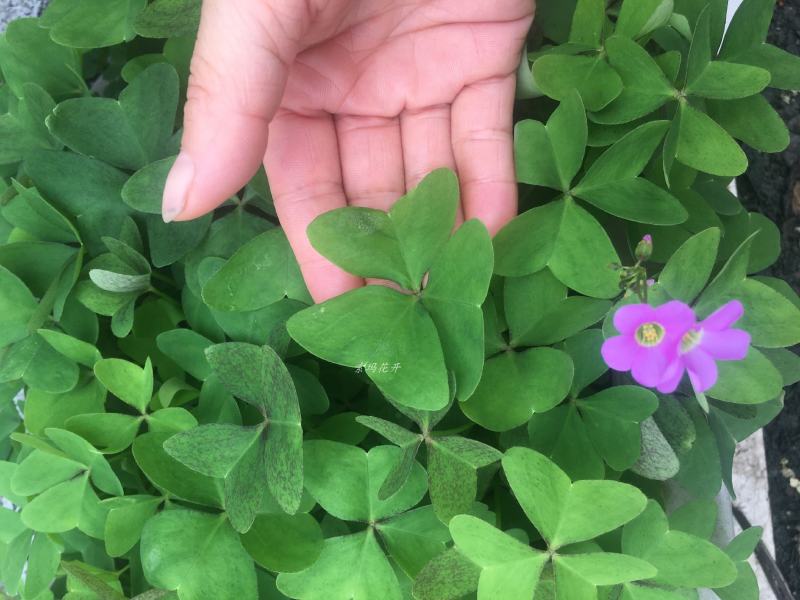 酢浆草种球紫叶醡浆草幸运草紫蝴蝶三叶草多年生四季开花植物
