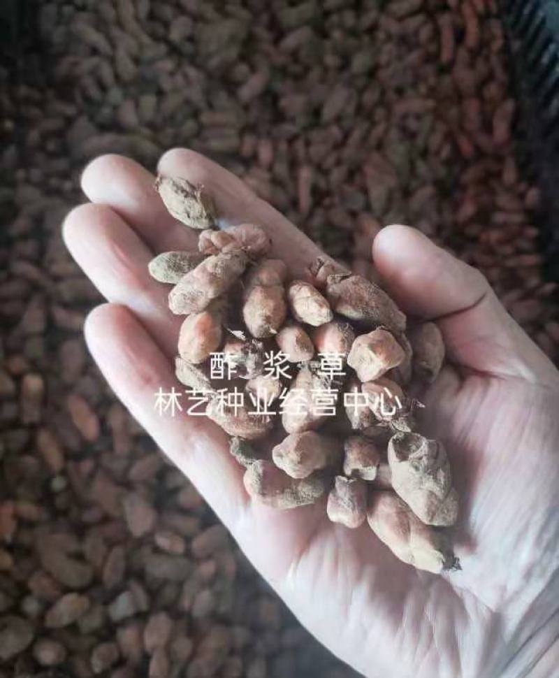 酢浆草种球紫叶醡浆草幸运草紫蝴蝶三叶草多年生四季开花植物