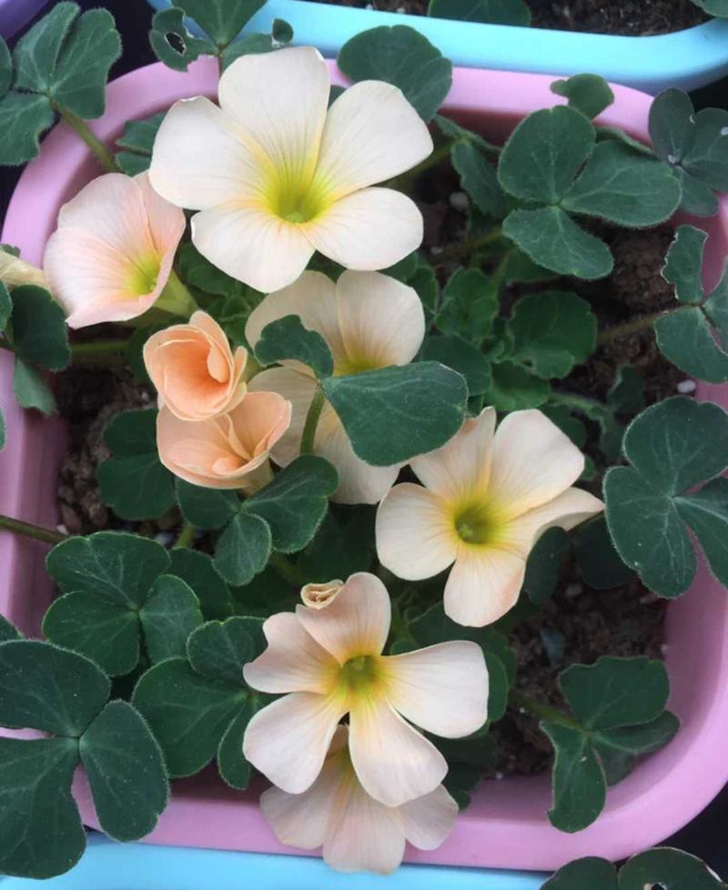 酢浆草种球紫叶醡浆草幸运草紫蝴蝶三叶草多年生四季开花植物
