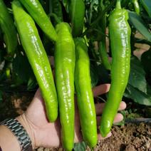 宫崎大椒牛角椒种子，耐热耐湿，抗病丰产，致富选择