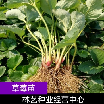 四季草莓苗当年结果草莓秧章姬红颜奶油草莓苗室内盆栽阳台种