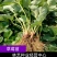 四季草莓苗当年结果草莓秧章姬红颜奶油草莓苗室内盆栽阳台种
