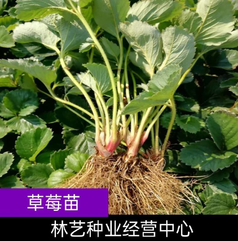 四季草莓苗当年结果草莓秧章姬红颜奶油草莓苗室内盆栽阳台种