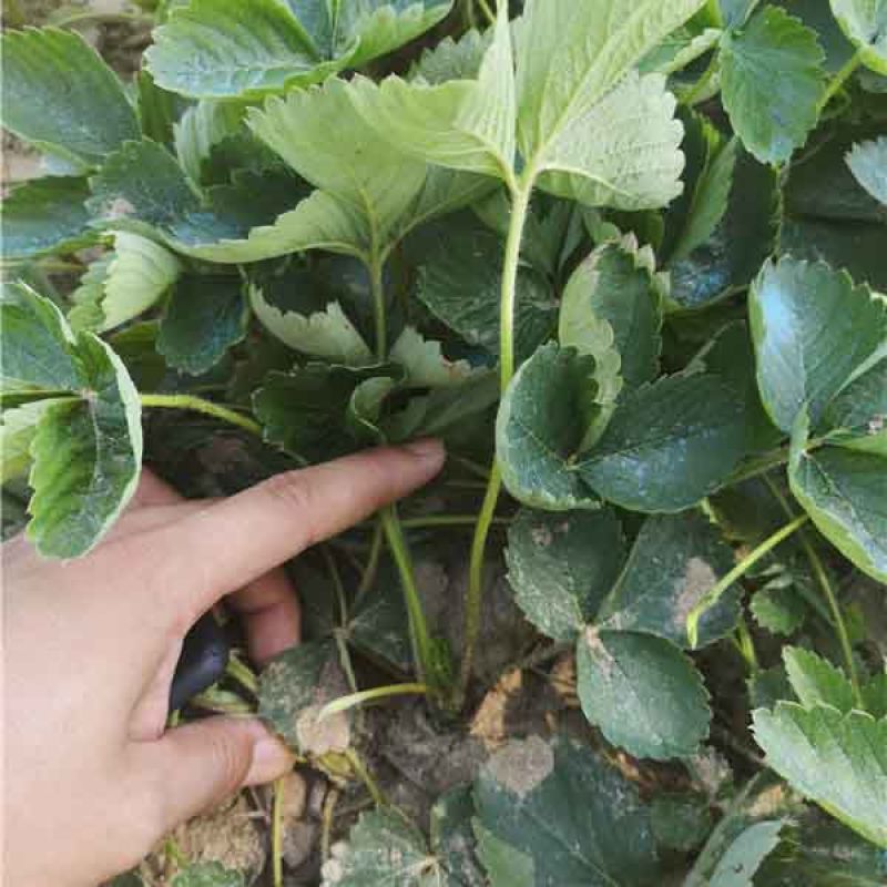 四季草莓苗当年结果草莓秧章姬红颜奶油草莓苗室内盆栽阳台种