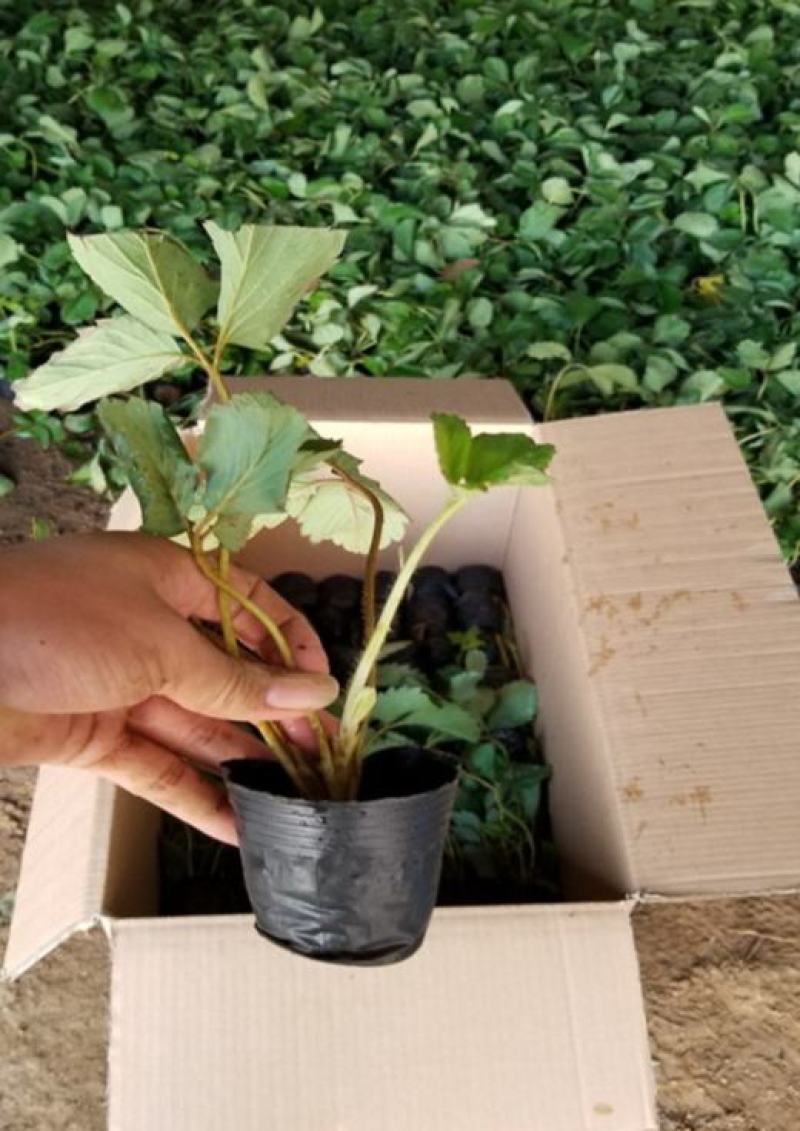 四季草莓苗当年结果草莓秧章姬红颜奶油草莓苗室内盆栽阳台种