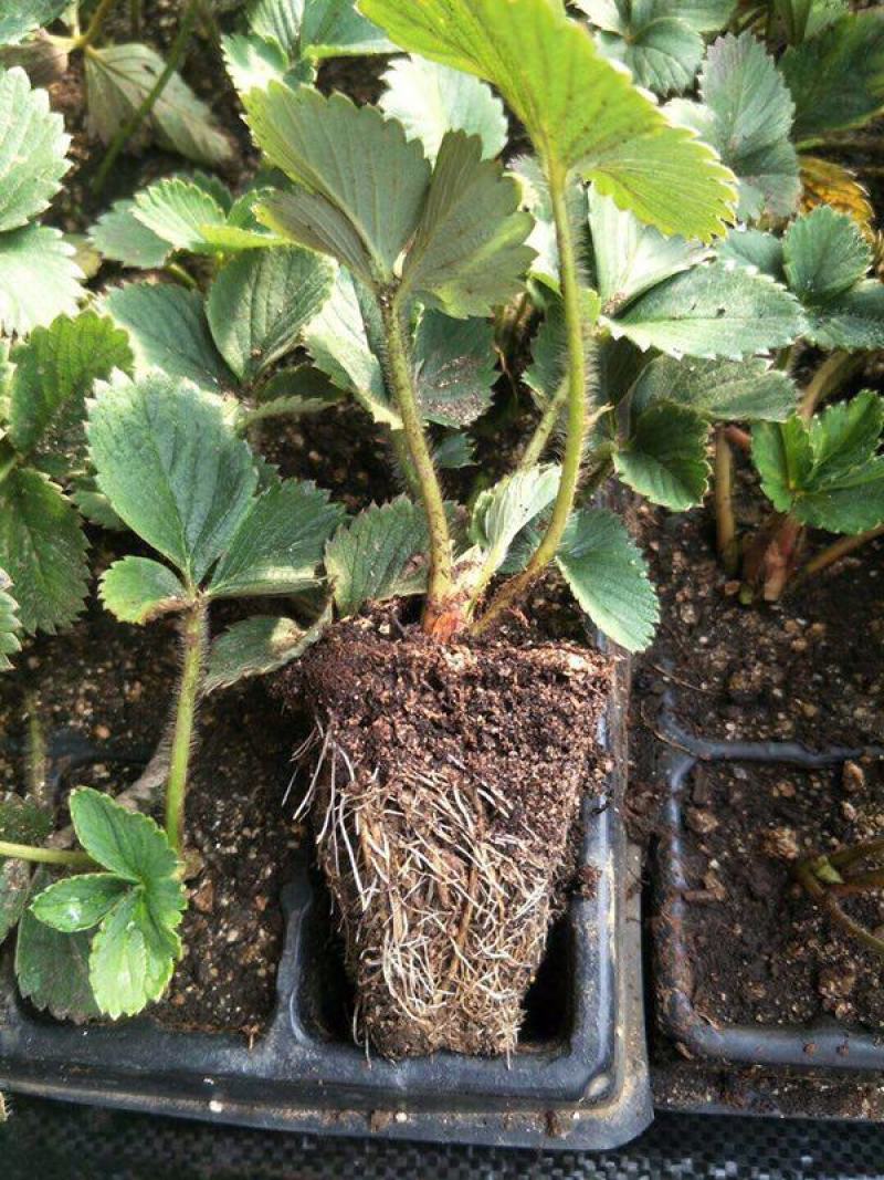 四季草莓苗当年结果草莓秧章姬红颜奶油草莓苗室内盆栽阳台种