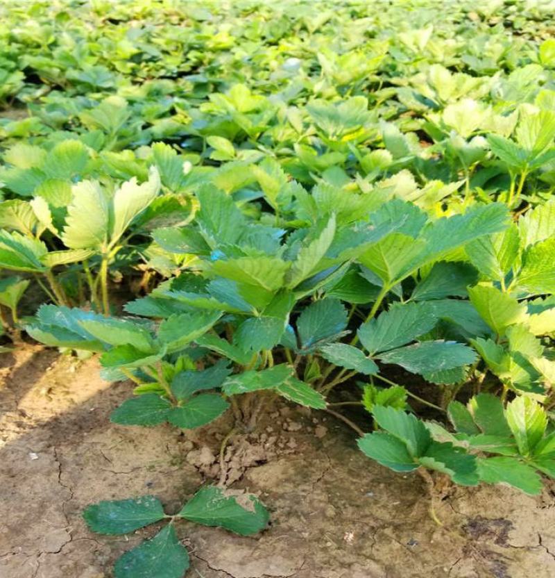 四季草莓苗当年结果草莓秧章姬红颜奶油草莓苗室内盆栽阳台种