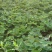 四季草莓苗当年结果草莓秧章姬红颜奶油草莓苗室内盆栽阳台种