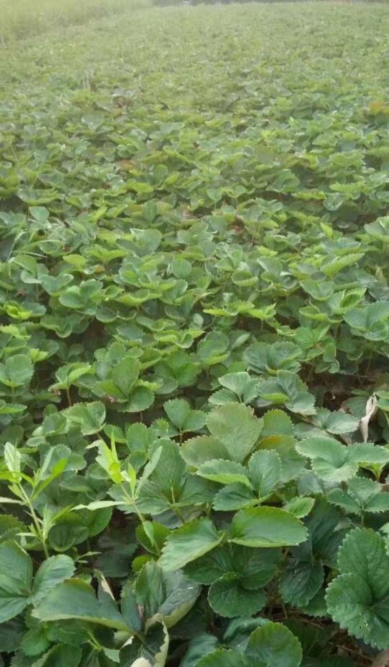 四季草莓苗当年结果草莓秧章姬红颜奶油草莓苗室内盆栽阳台种